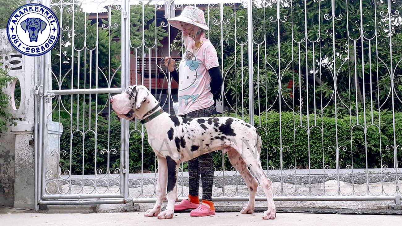 great dane for sale